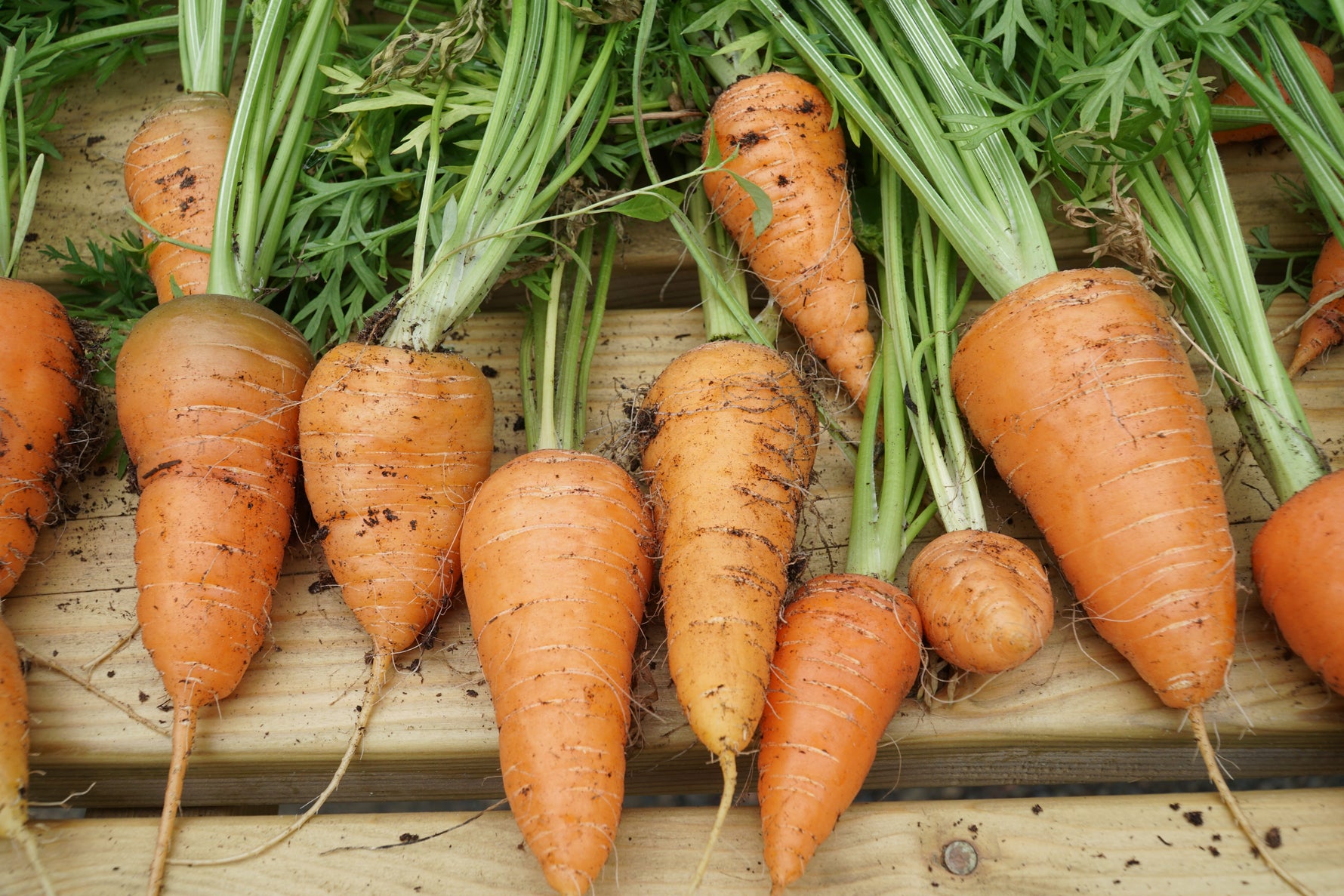 Harvested Carrots