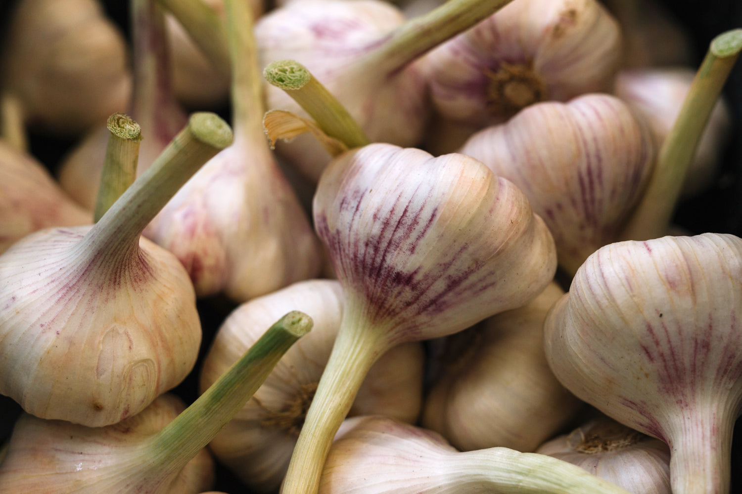 garlic close up