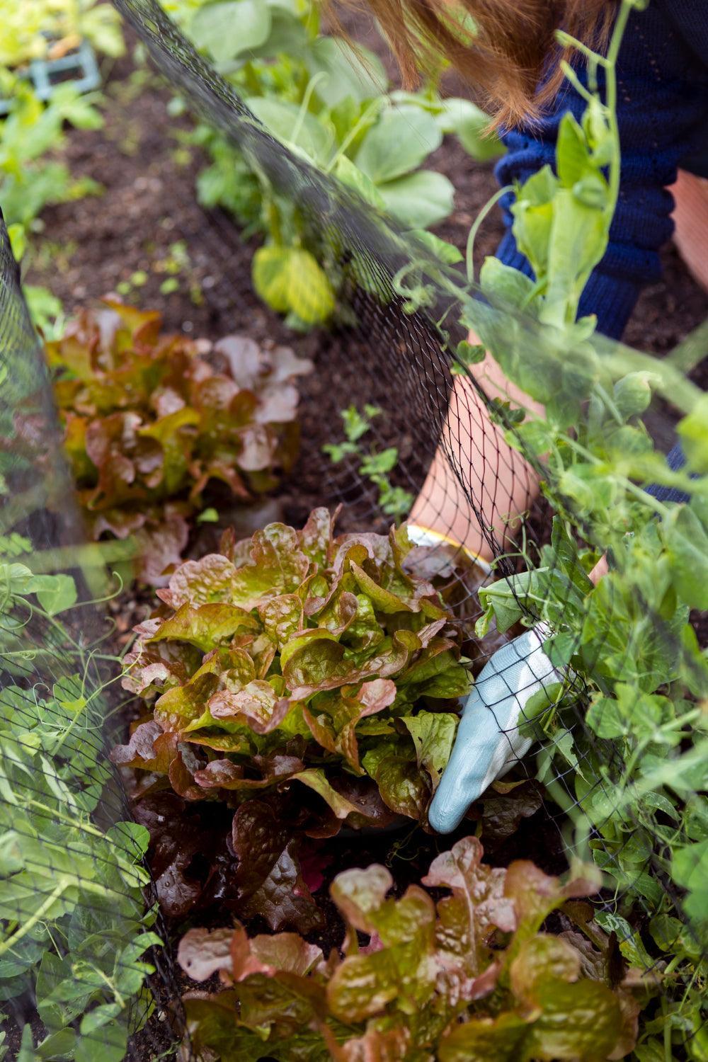 The Ultimate Guide to Companion Planting - envii