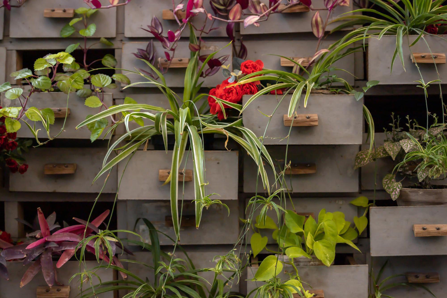 5 Reasons to Grow Vertically with a Wall Garden
