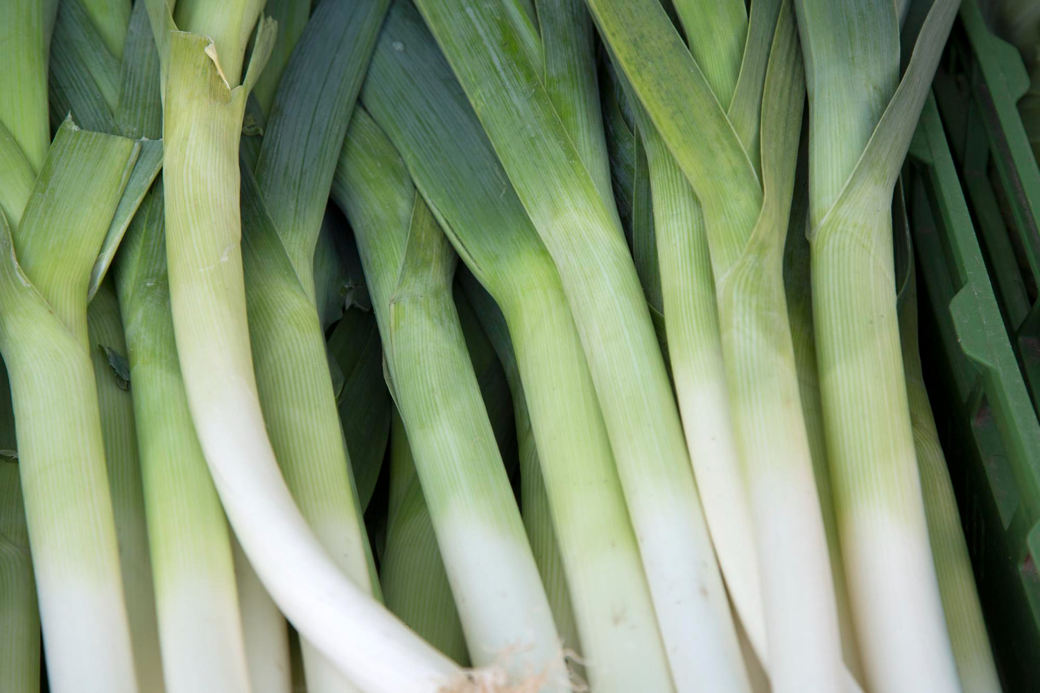 How to Grow Leeks: A Helpful Guide - envii