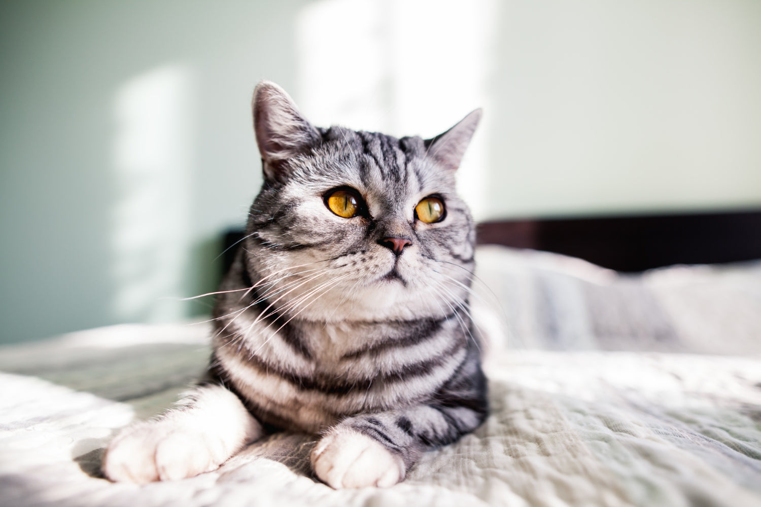 cat on a bed