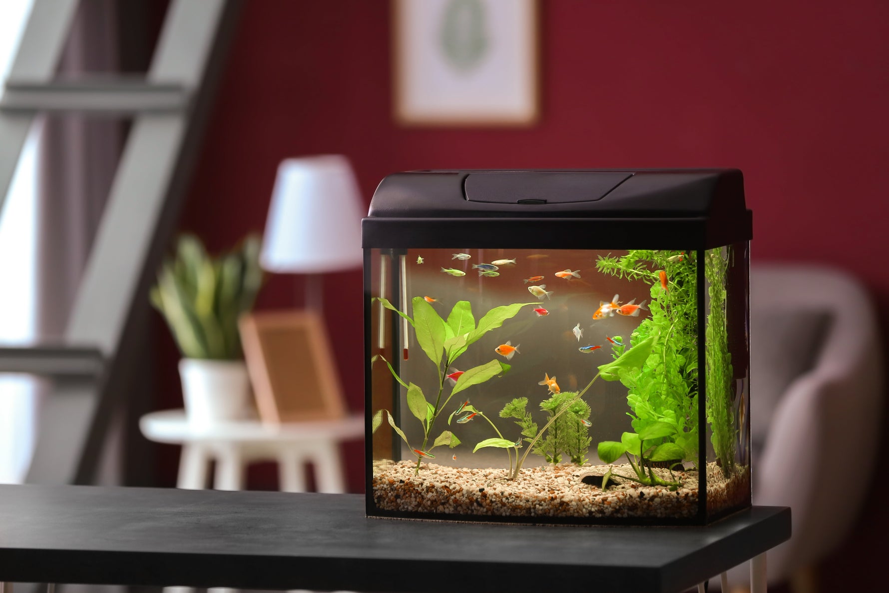 aquarium in kitchen