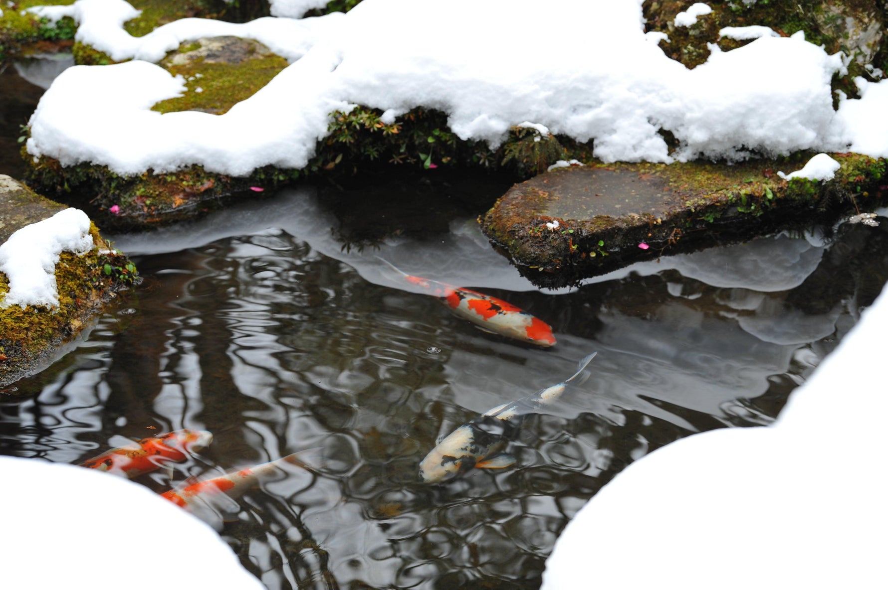 winter pond