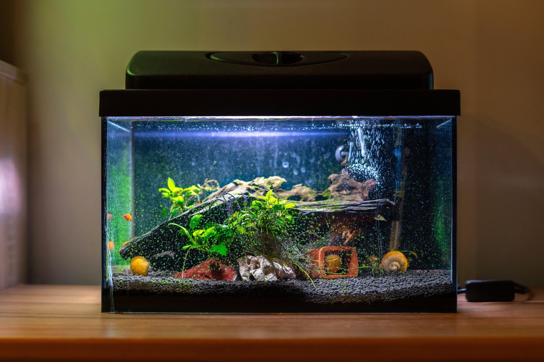 The Importance of Balanced Aquarium pH Levels - envii