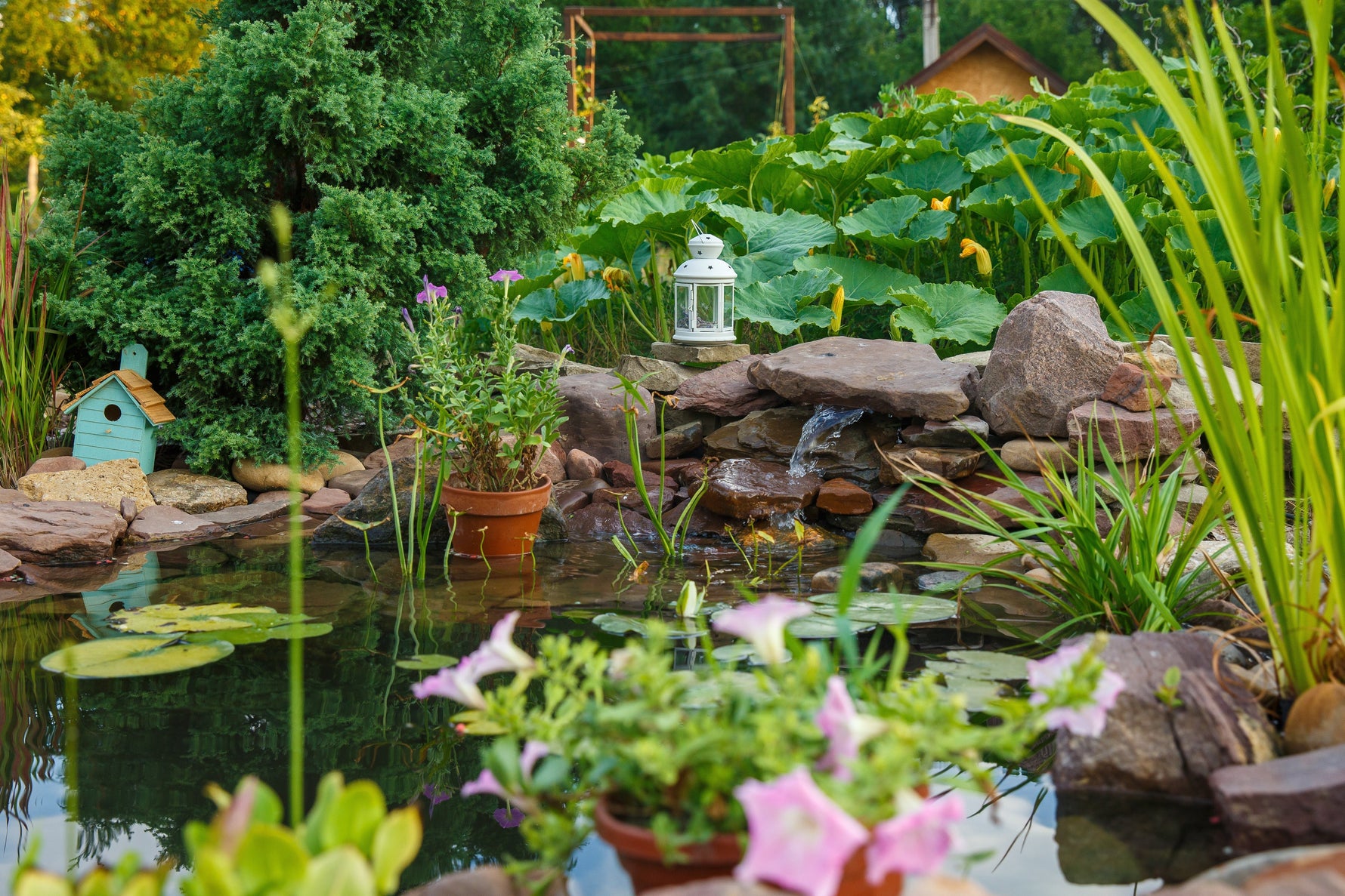 Pond plants in spring