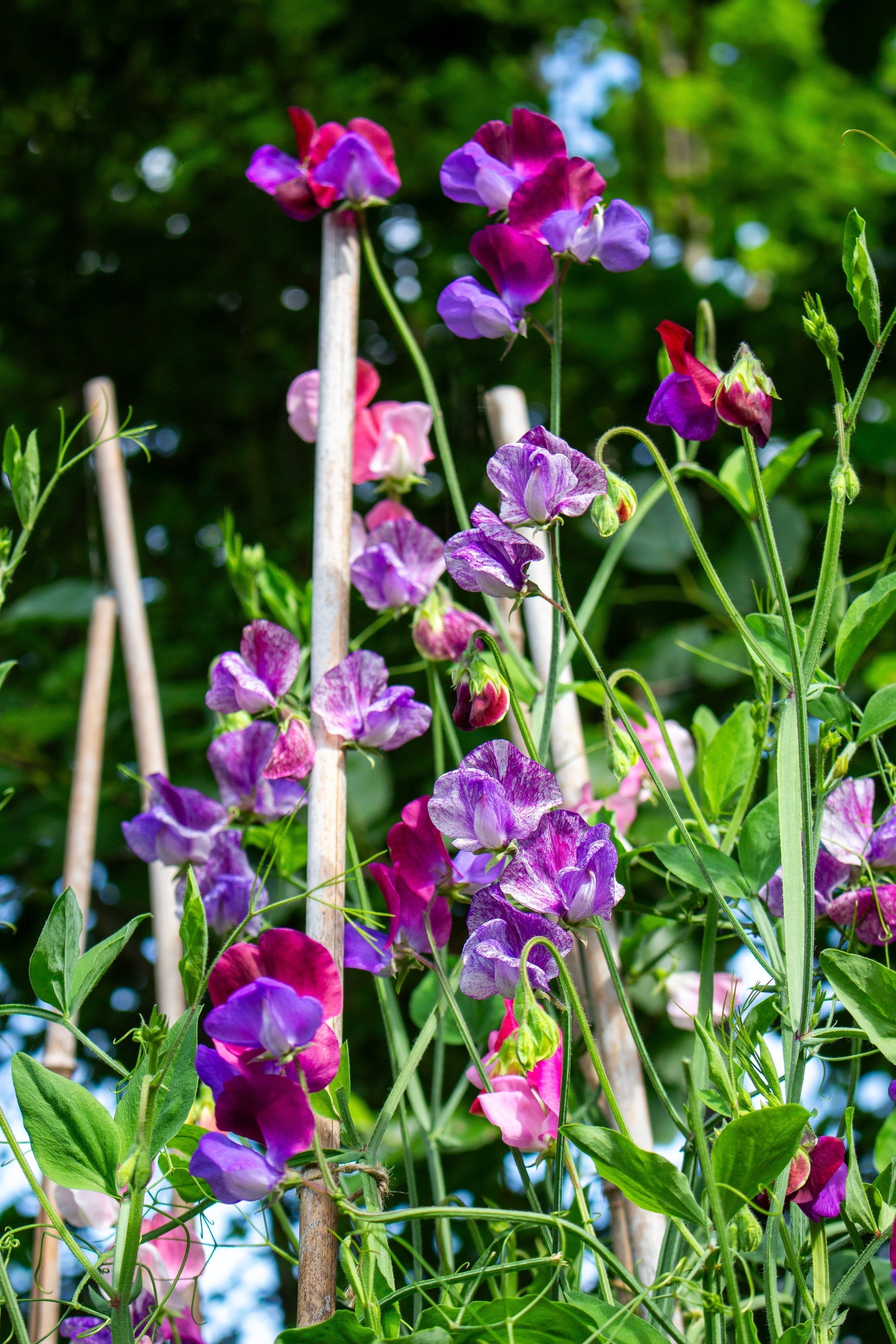 Sweet peas growing up a wigwam