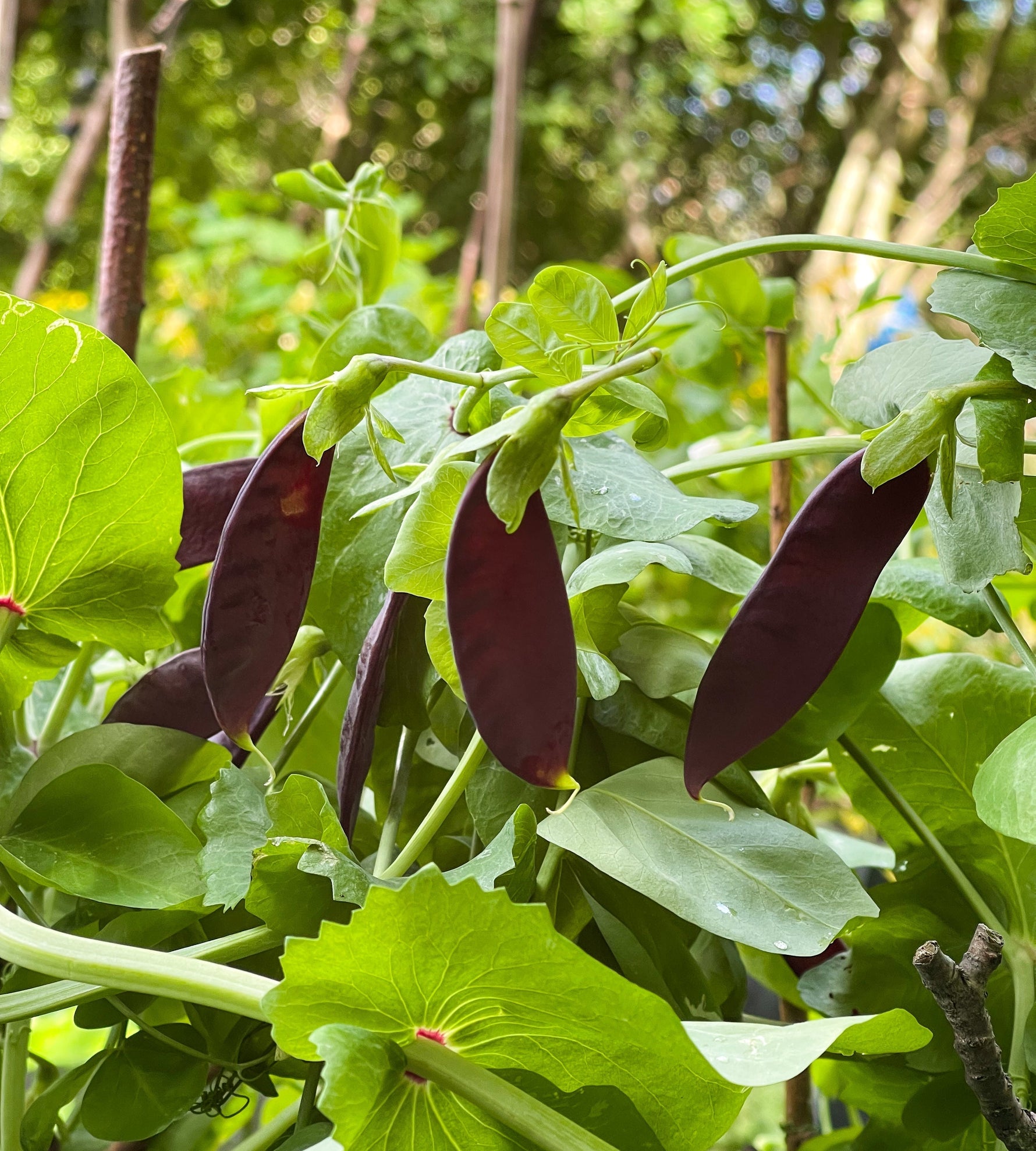 peas growing