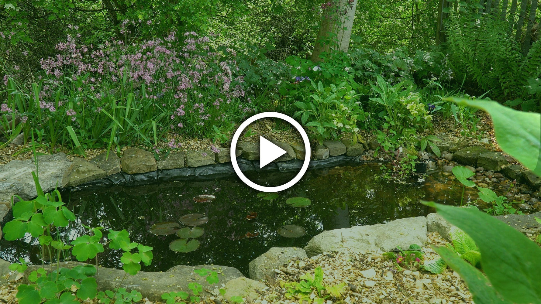 5 Perfect Plants for a Small Wildlife Pond 🌿 - envii