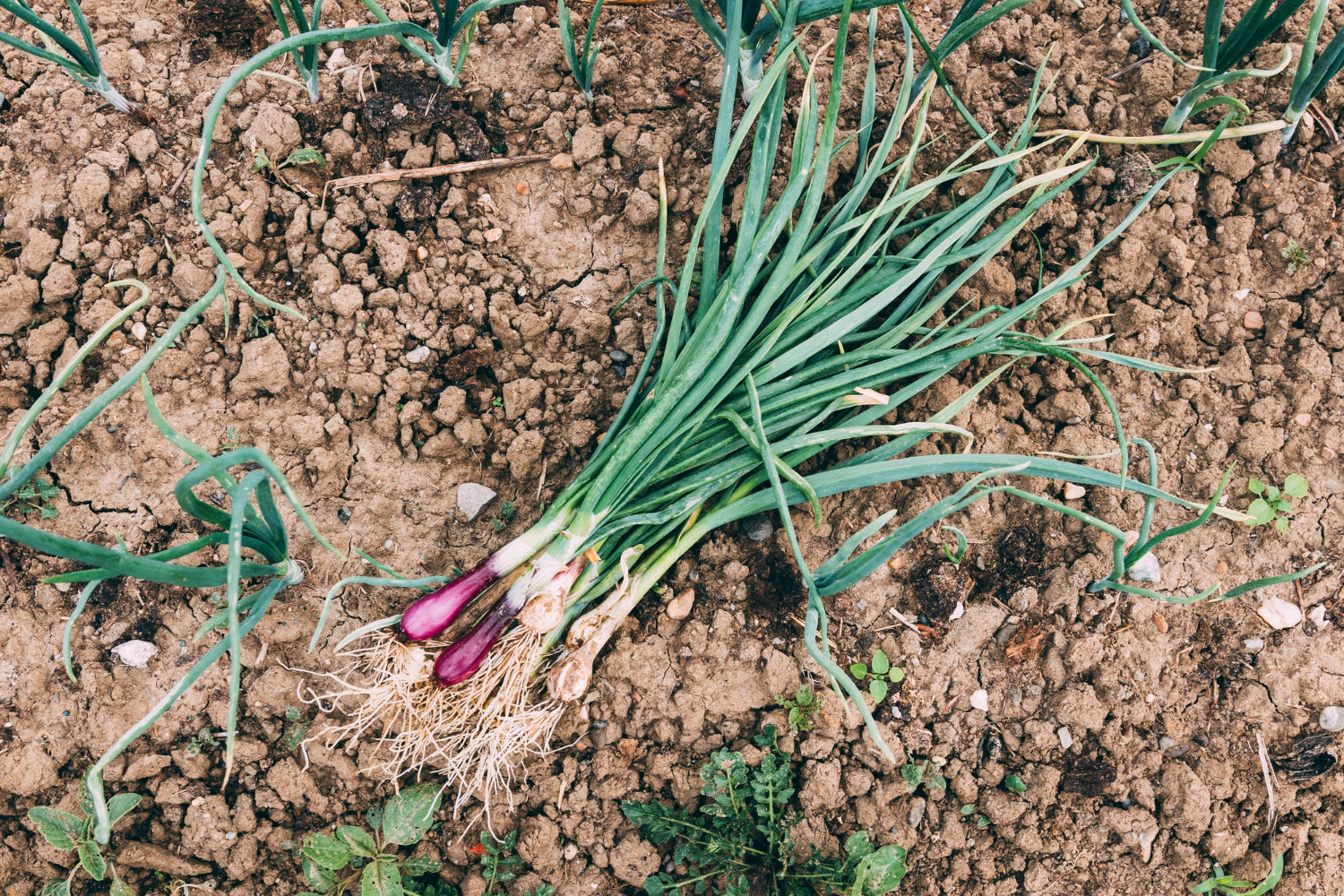 Spring onions on soil