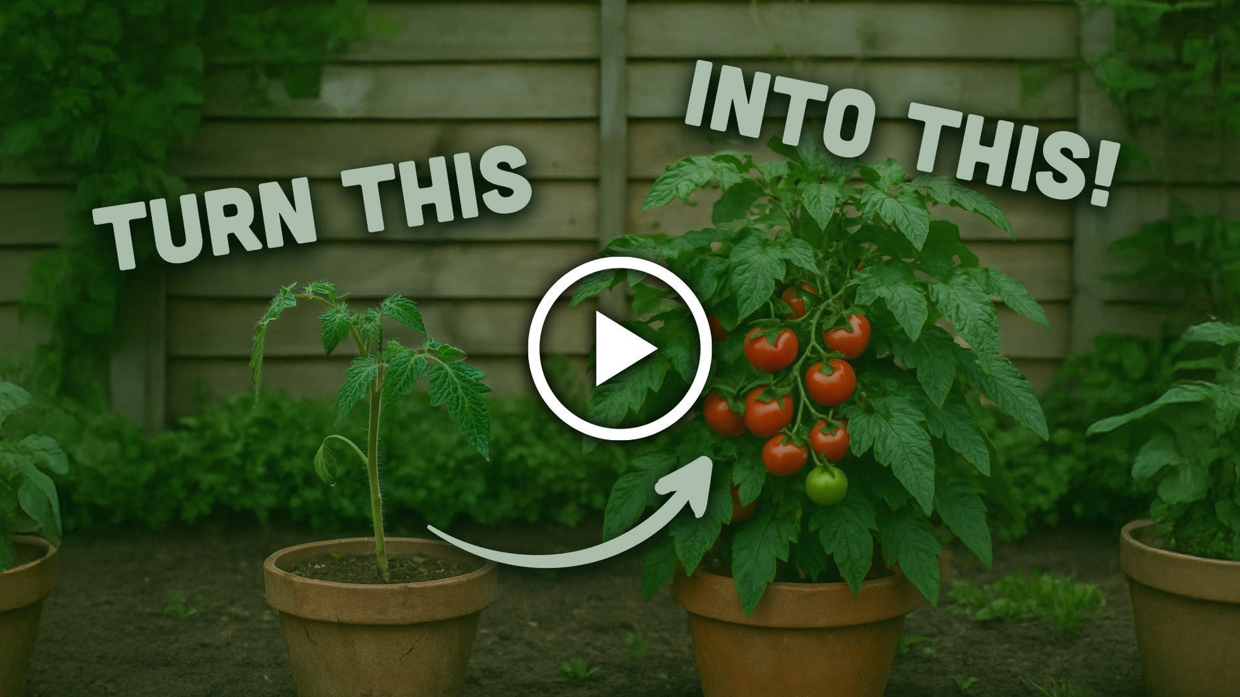 Growing Tomatoes in July: 5 Must-Do Jobs for a Bigger Harvest 🍅