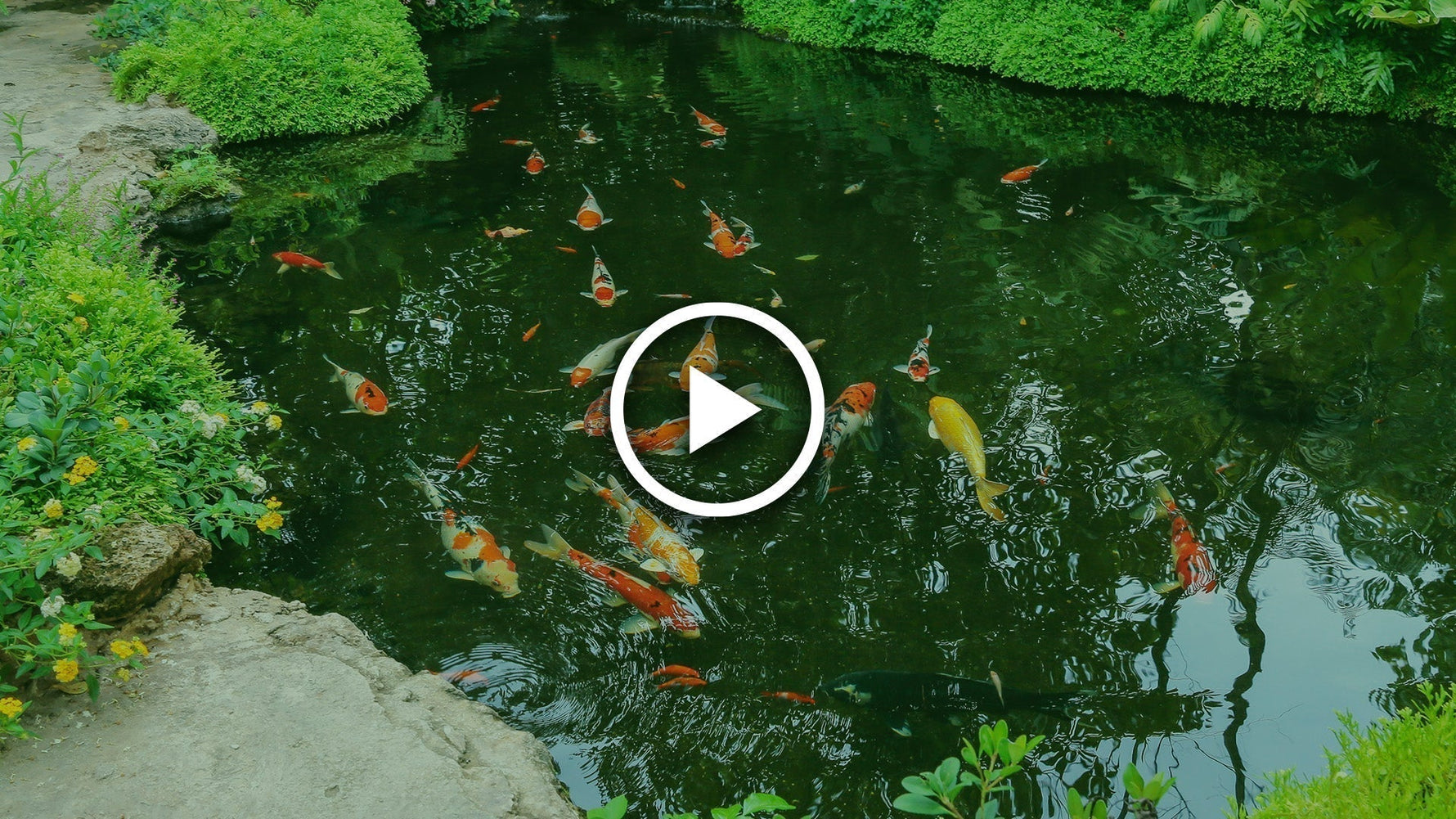 getting a pond ready for summer