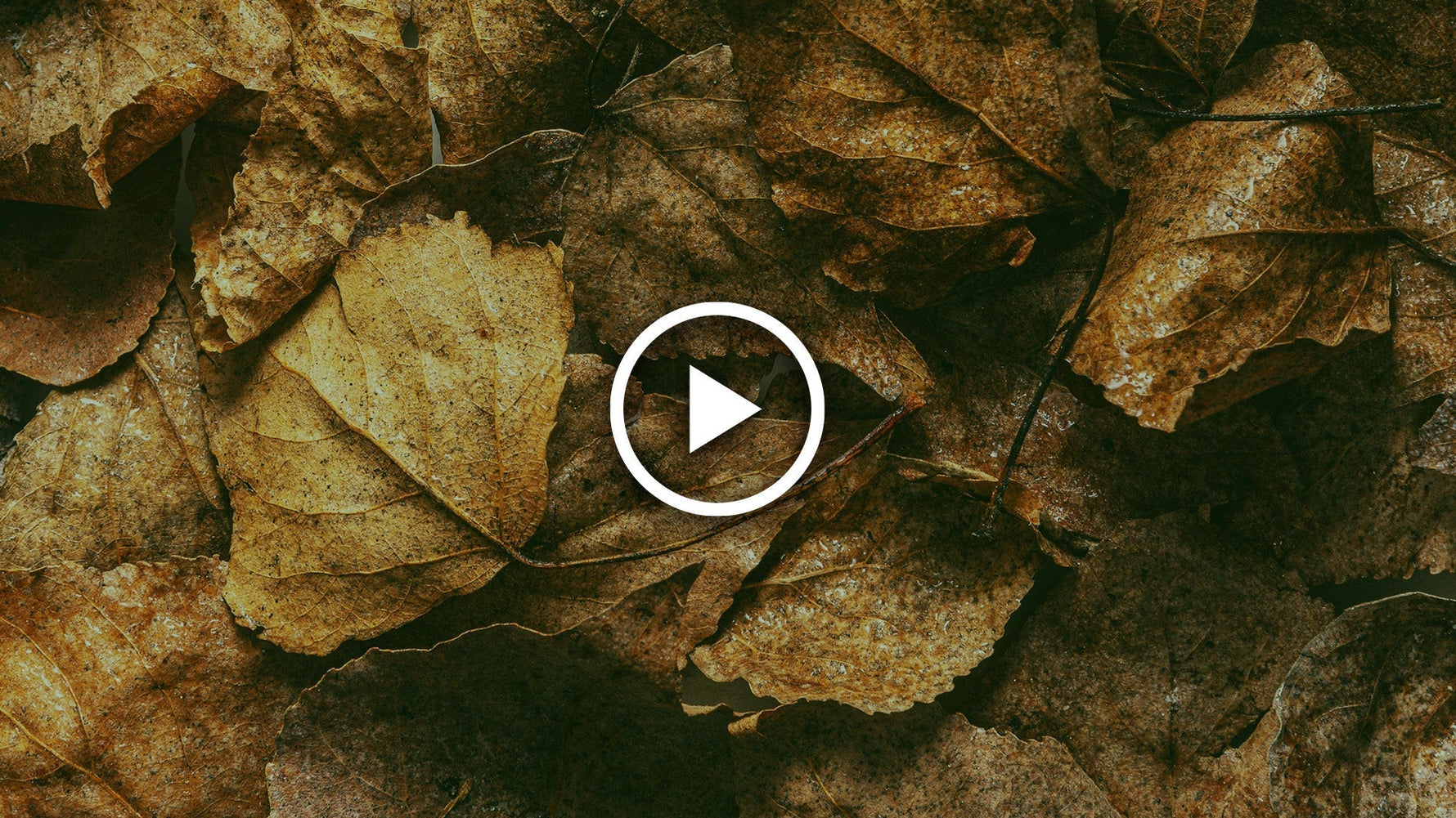 Guide to leaf mould