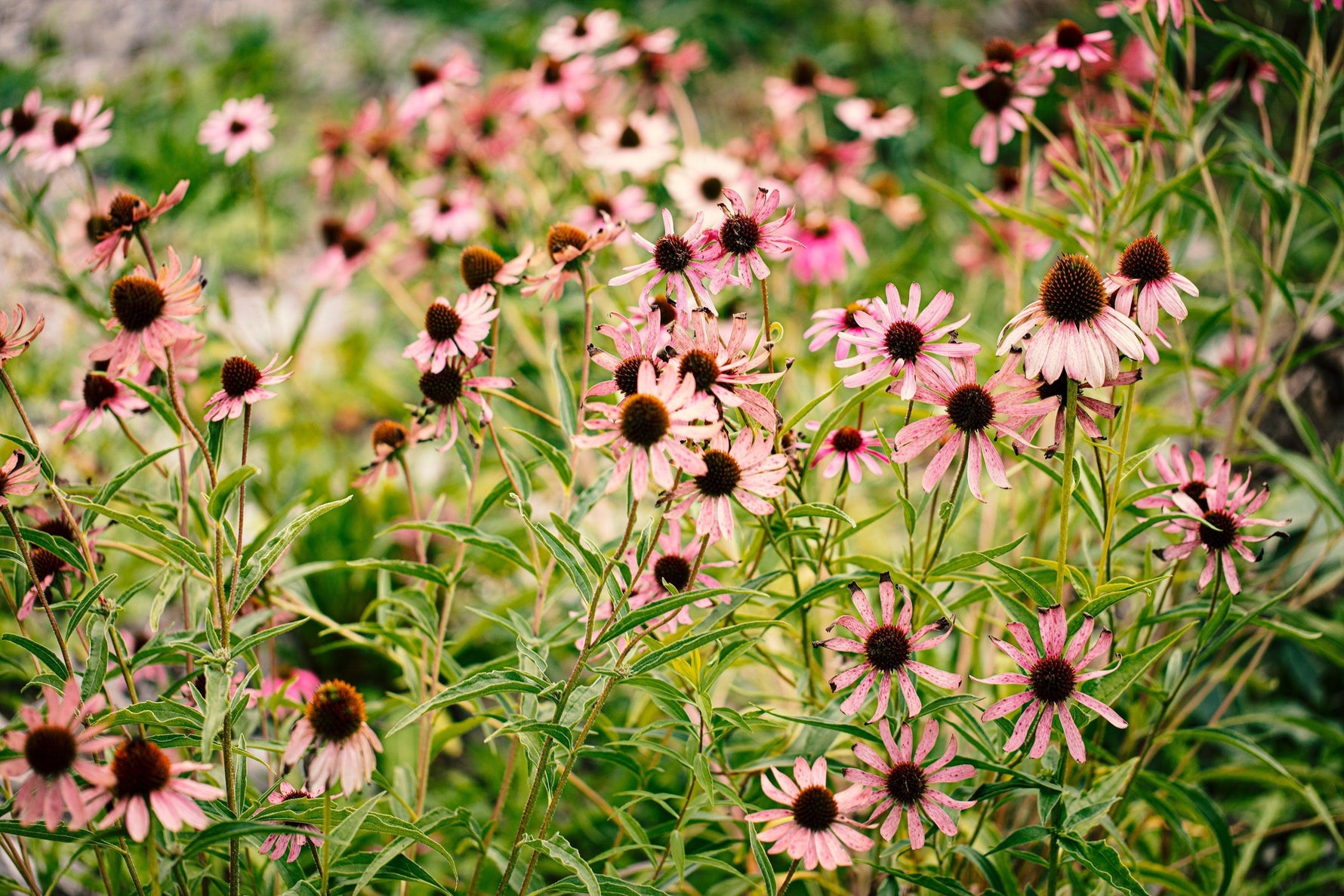 Pot It Like It’s Hot- 2023 Garden Trends - envii
