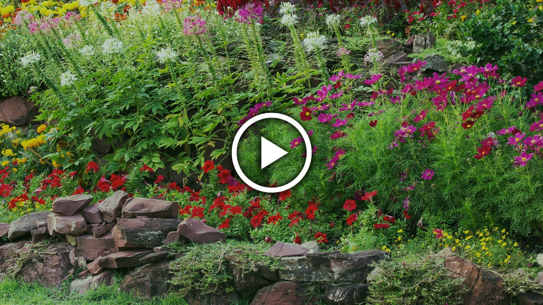 Annuals, Biennials & Perennials Explained: How to Plan Stunning Flower Borders