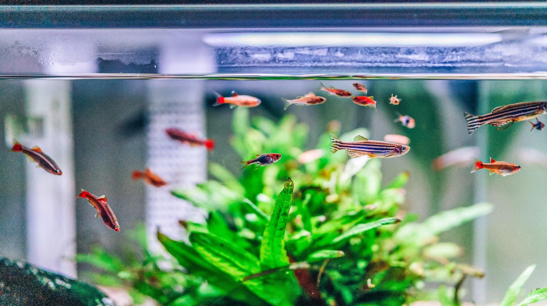 Prevent Fish Ammonia Poisoning with Aquarium Klear - envii