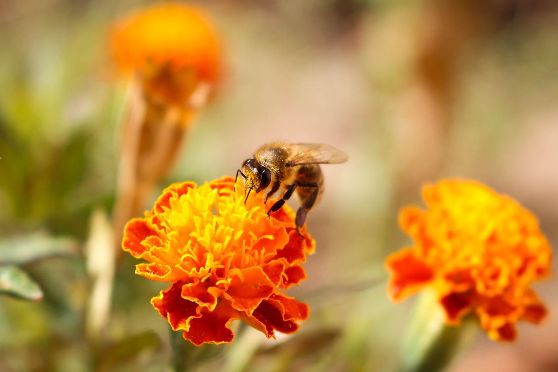 bee on marigolds