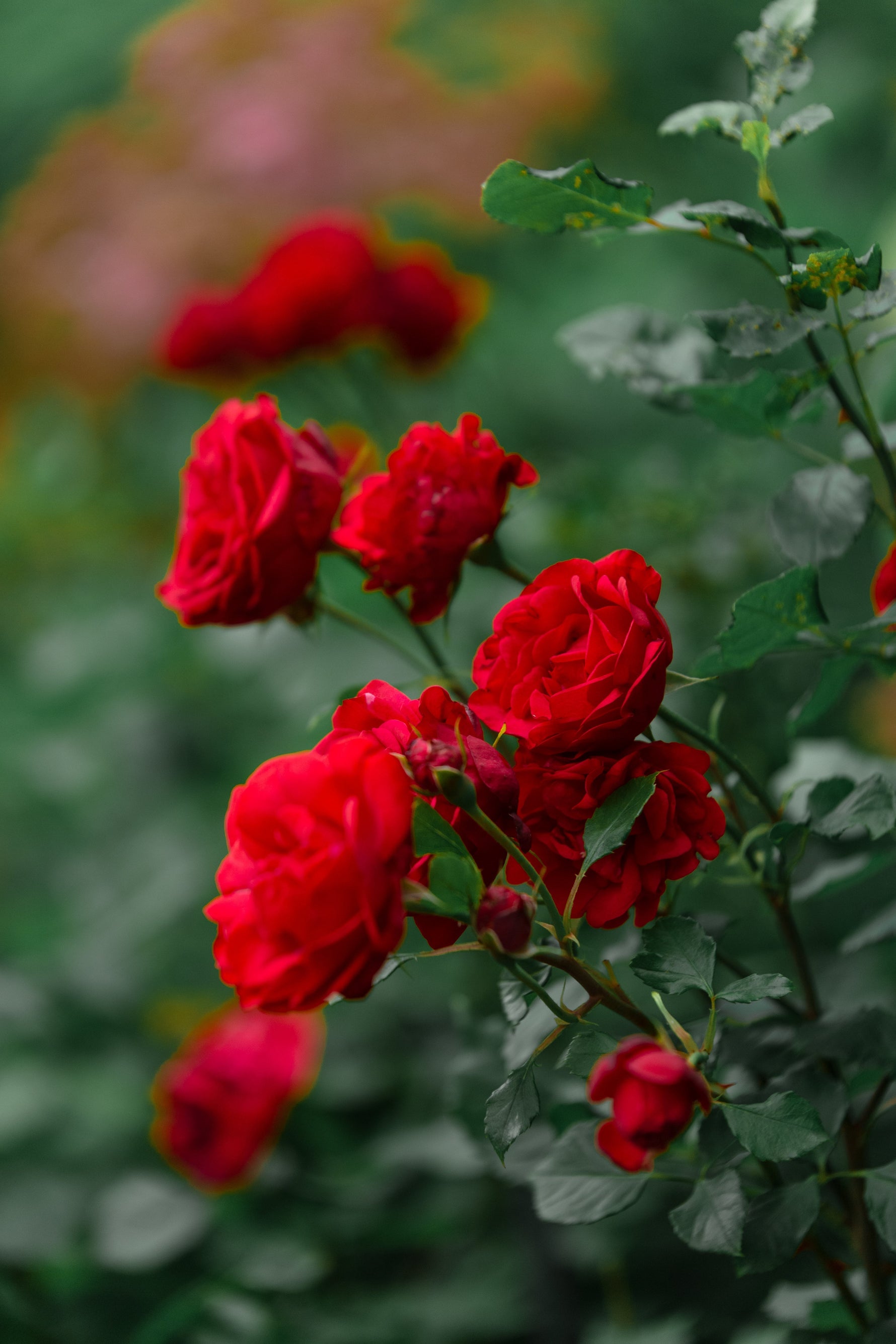 red roses