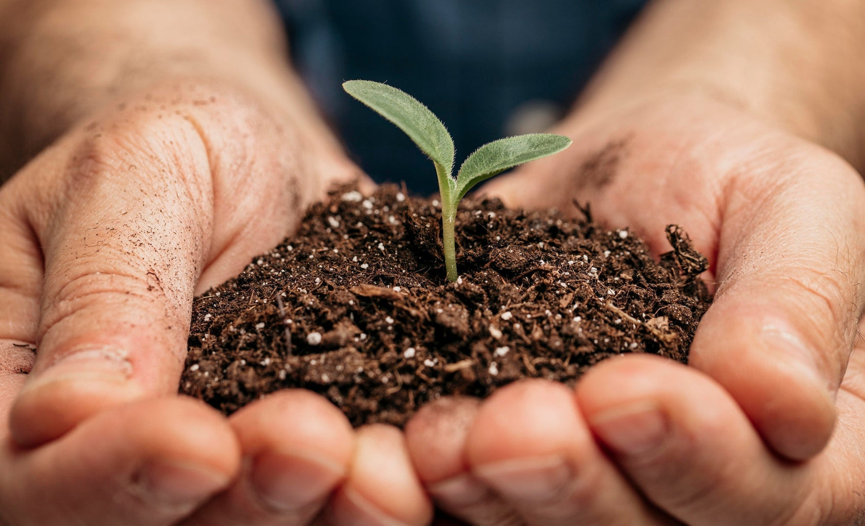 Holding soil with seedling