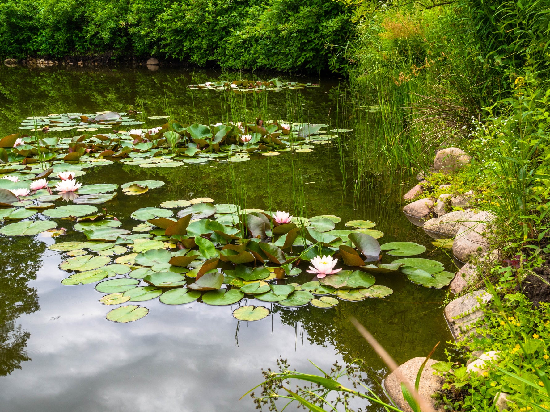 beautiful pond
