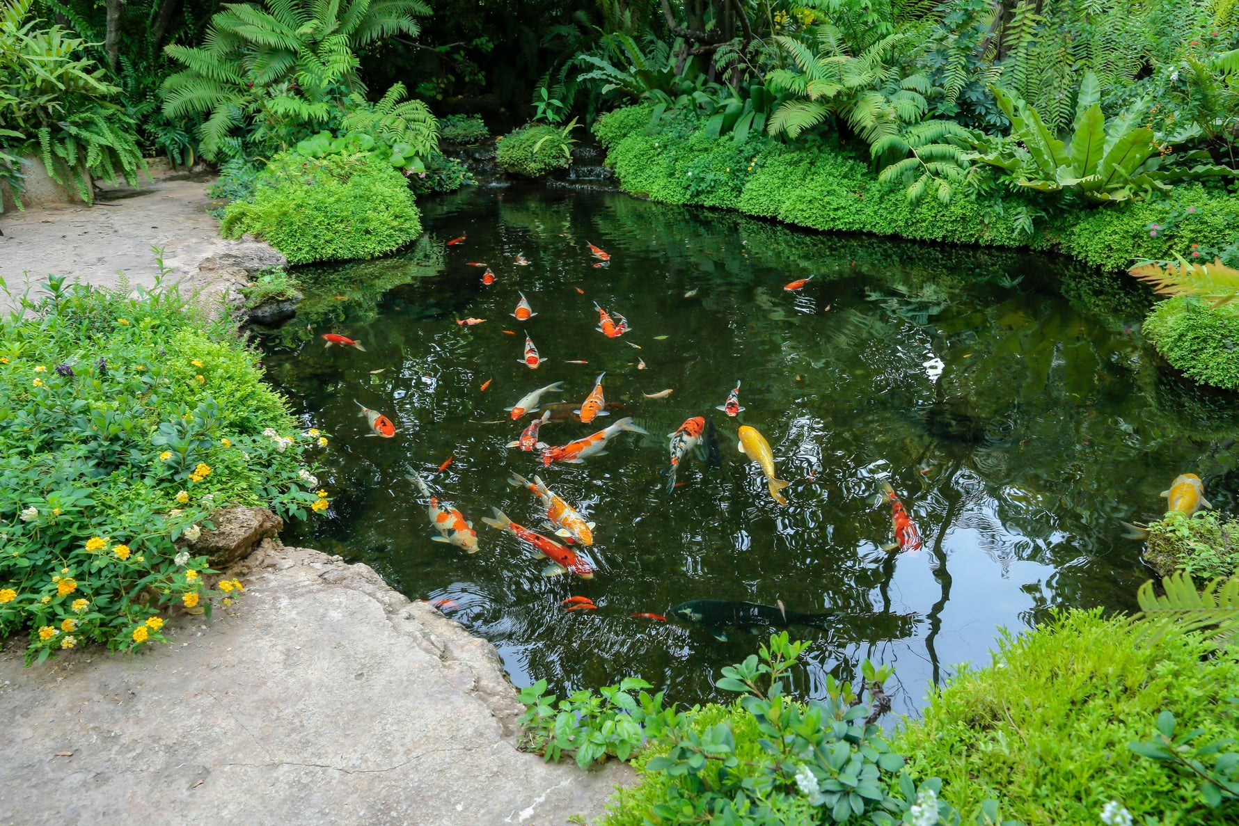fish swimming in pond