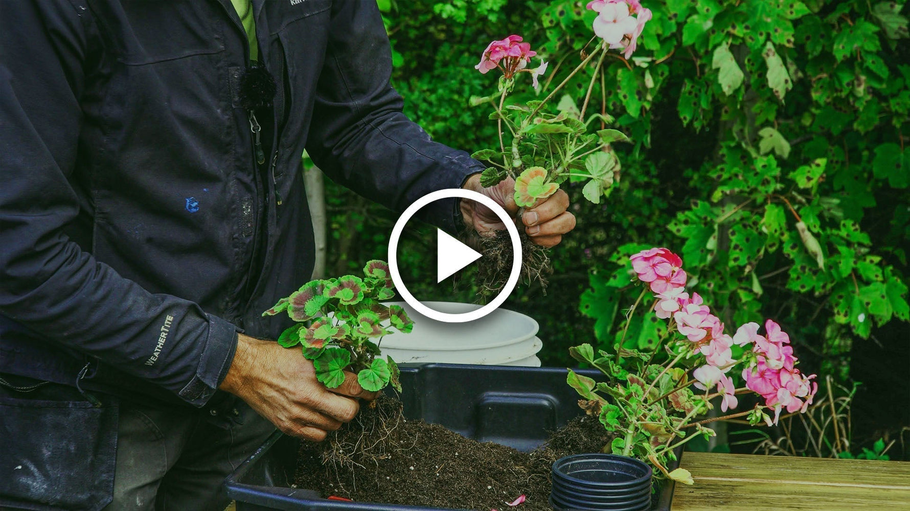 Overwintering Geraniums: A Complete Guide