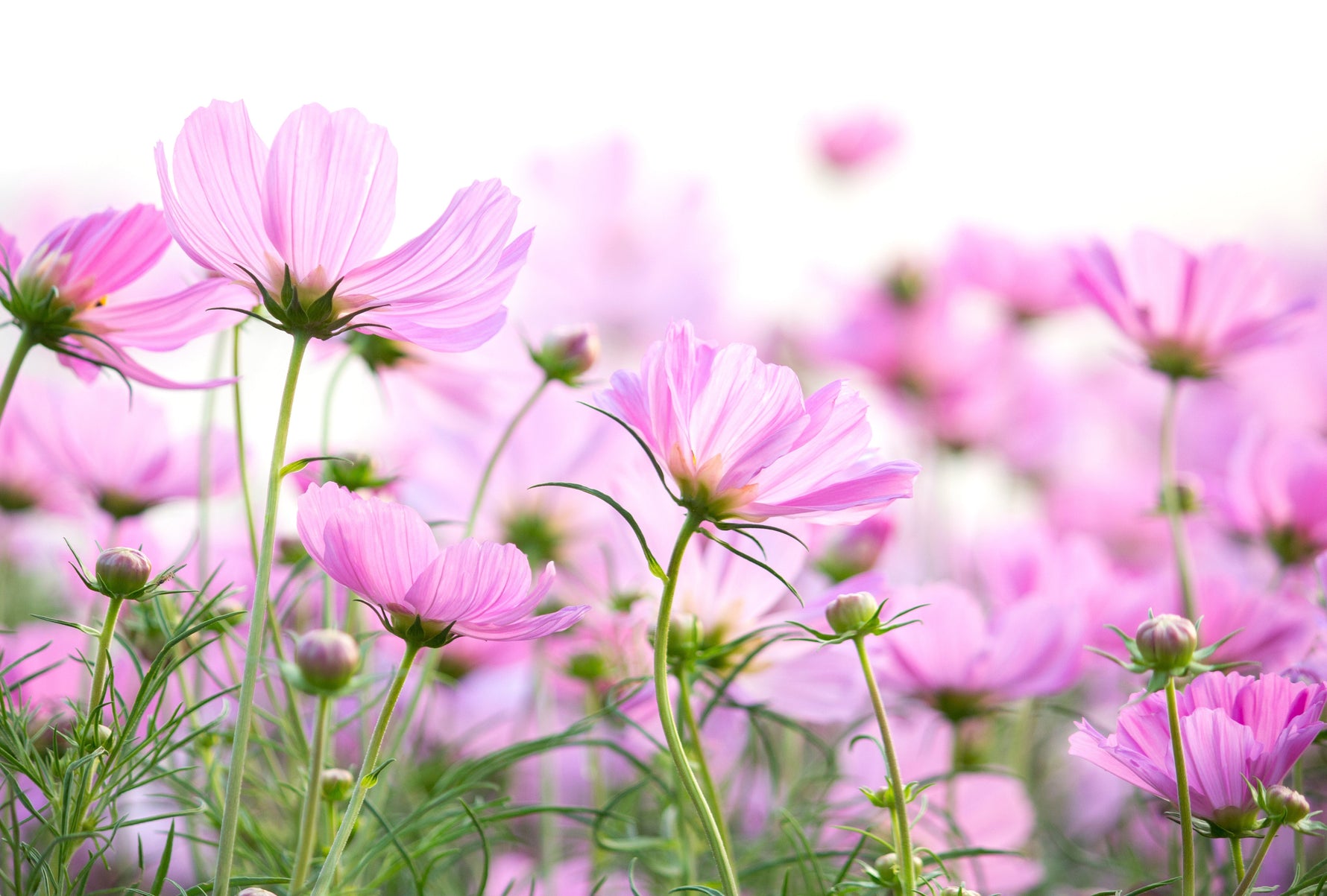 cosmos