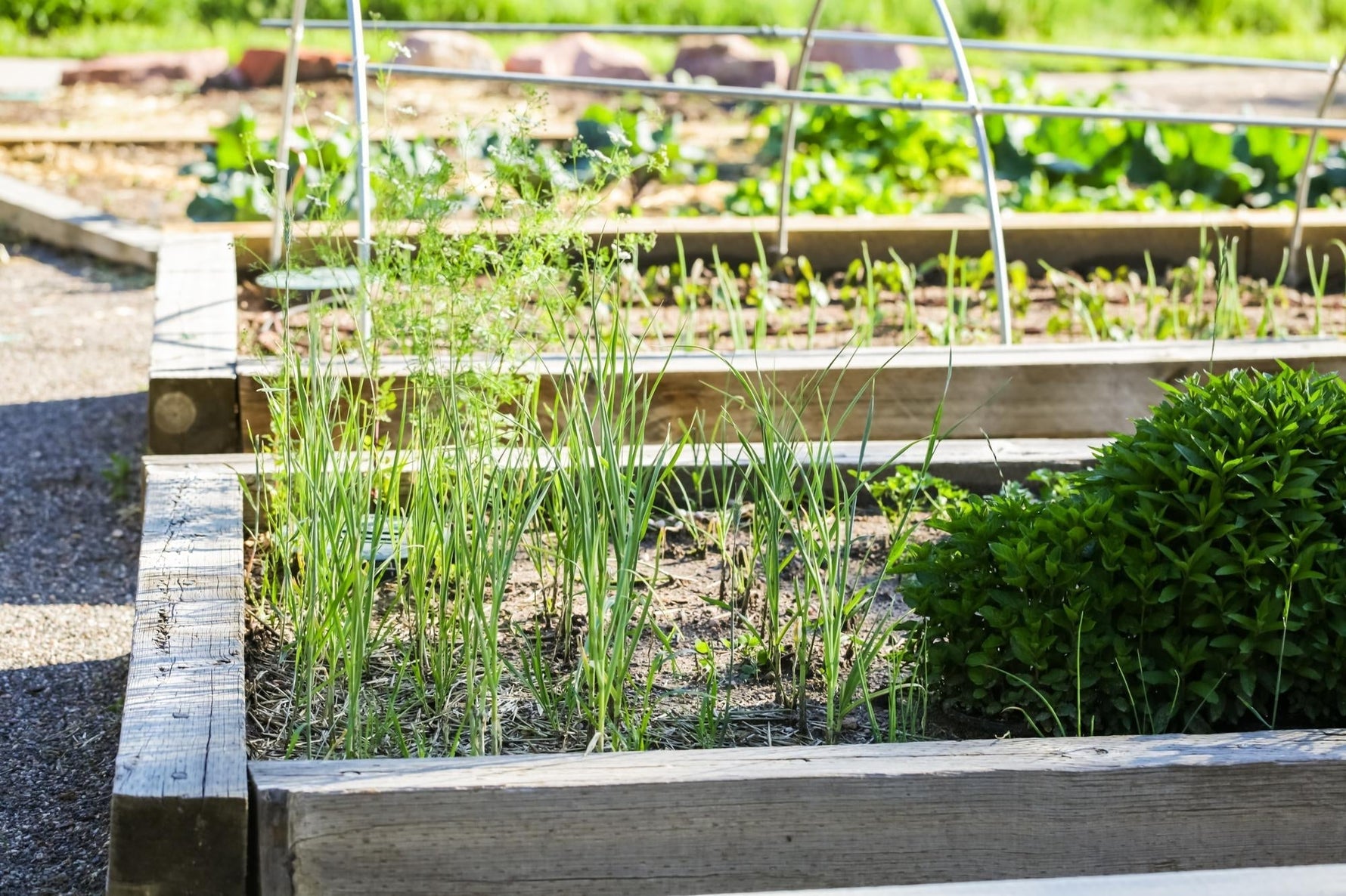 early summer growing in raised beds