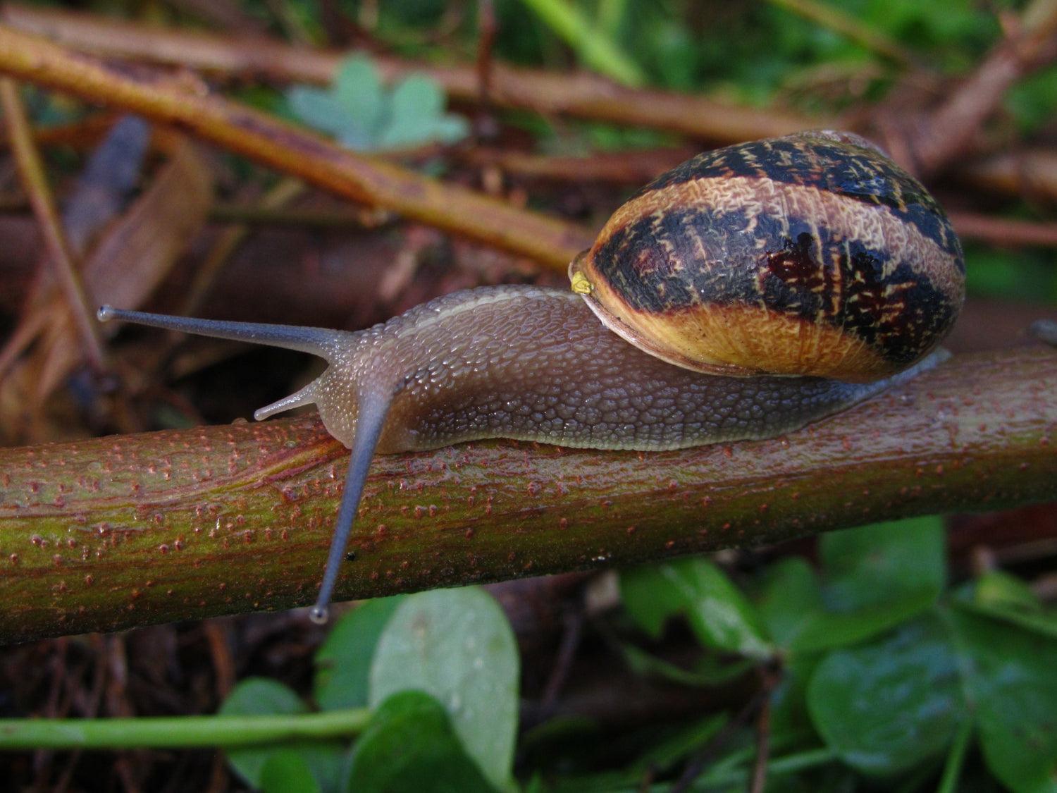 How to Win the Fight against Slugs and Snails - envii
