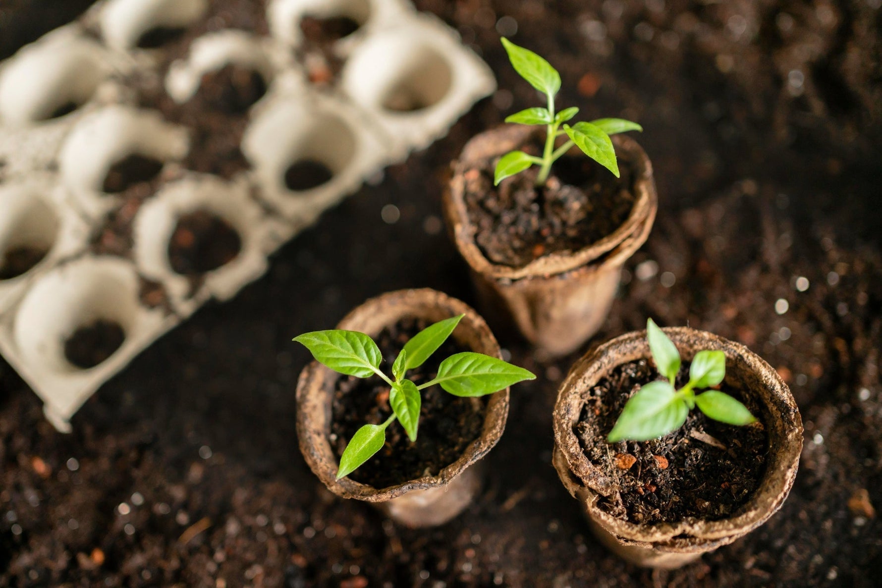 seedlings in compost