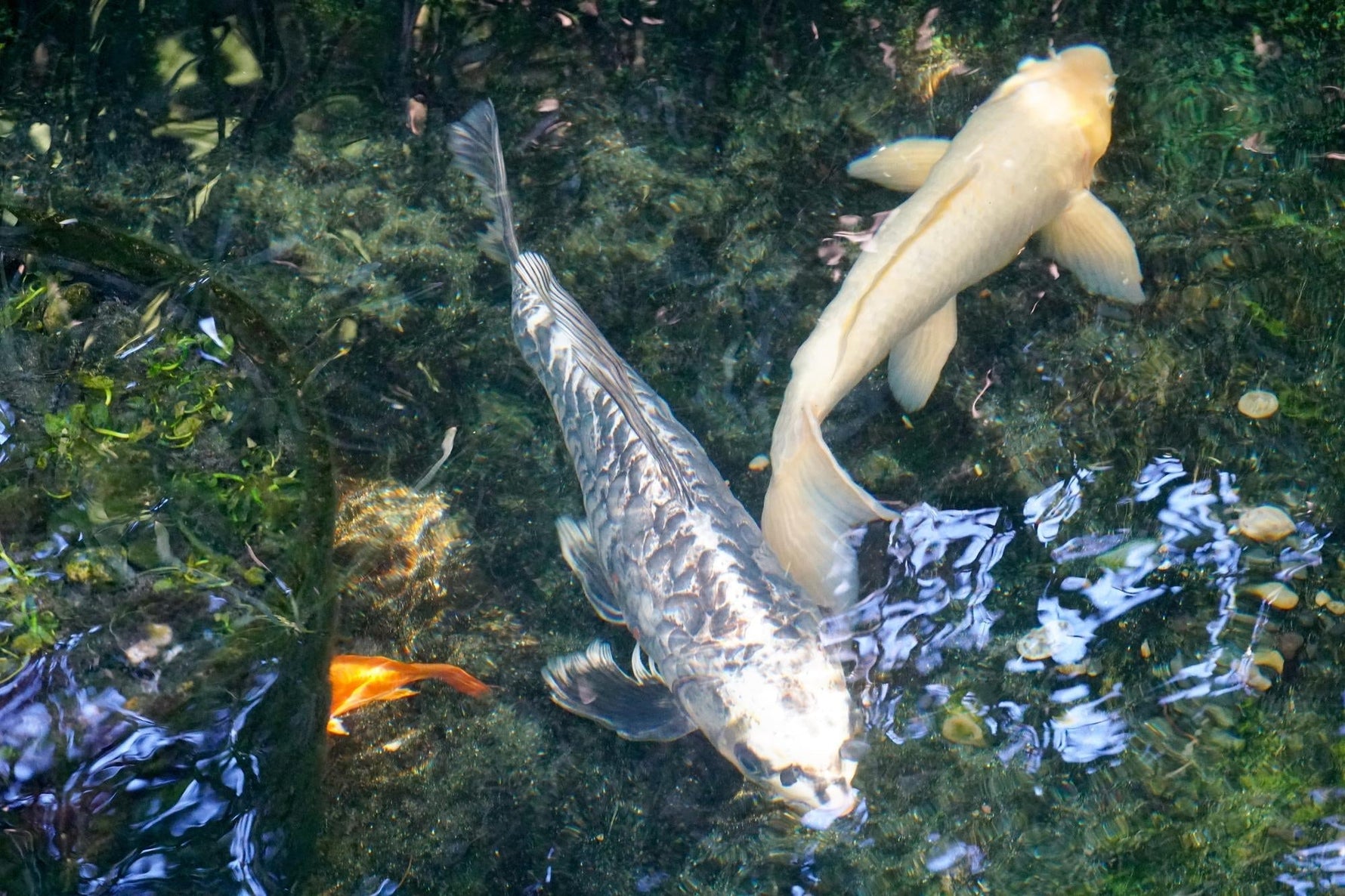 koi fish swimming in pond