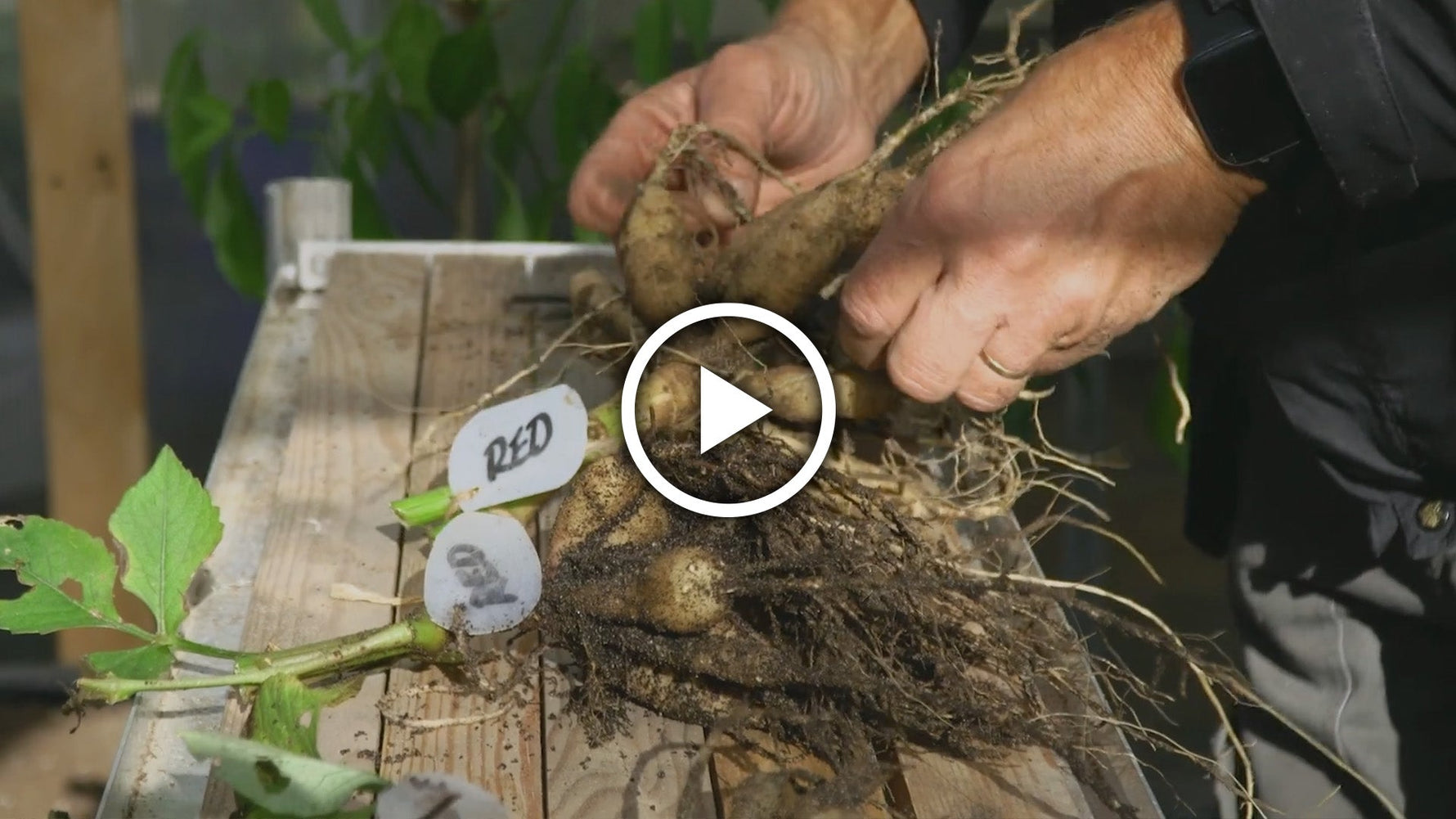 Complete Guide to Overwintering Dahlias (Lifting, Storing & Care Tips)