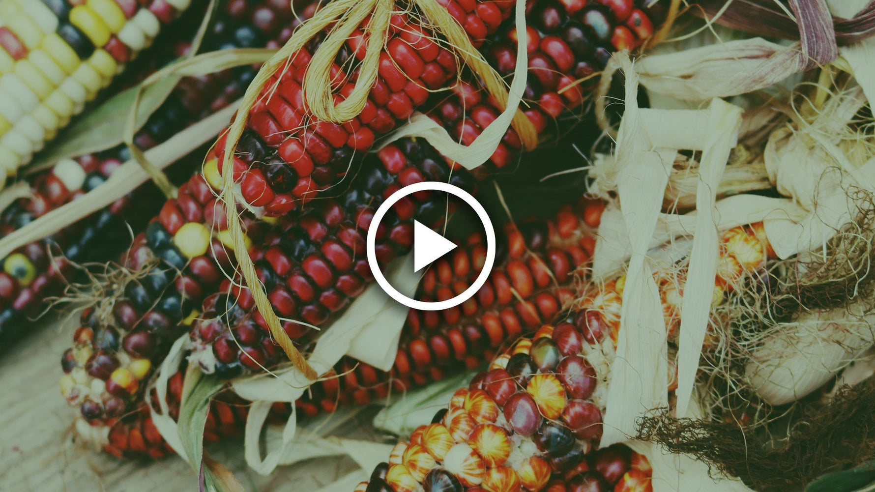 how and when to harvest sweetcorn