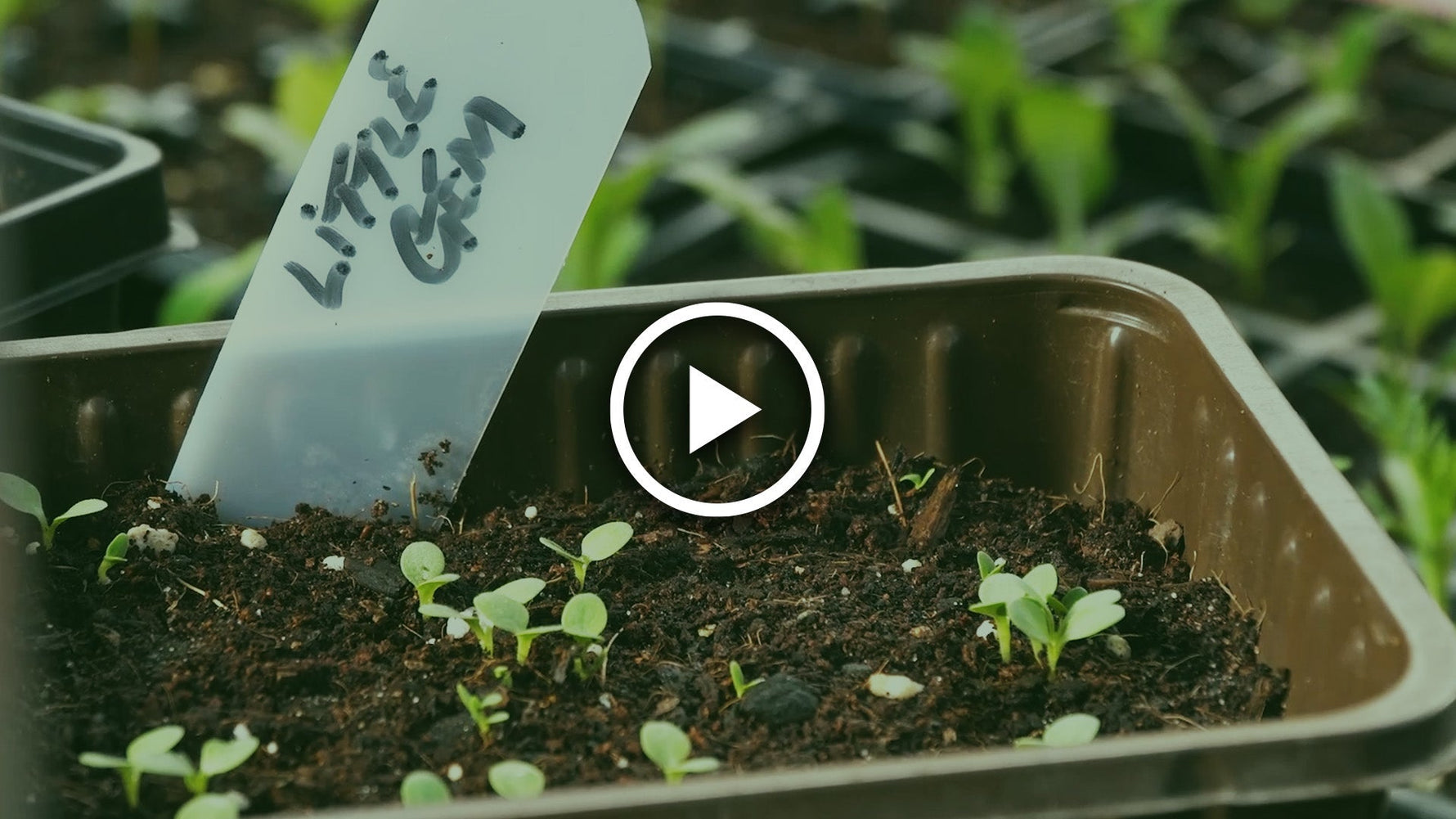 sow lettuce seeds