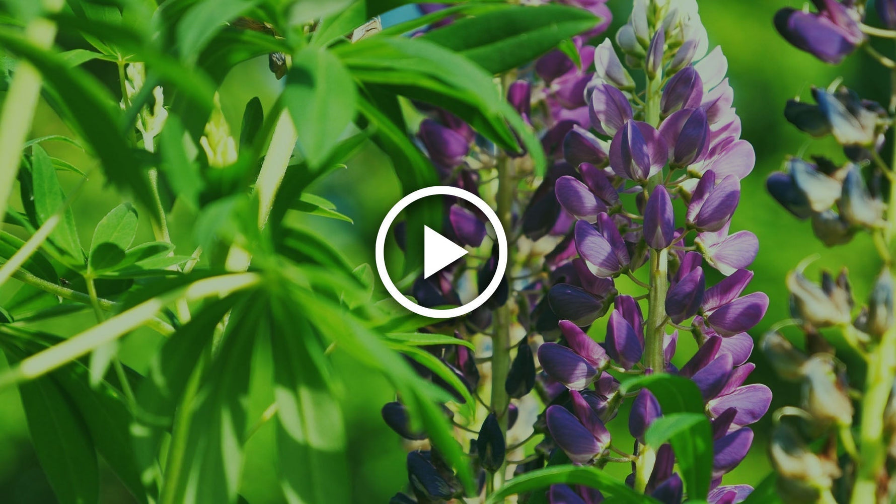 how to care for lupins