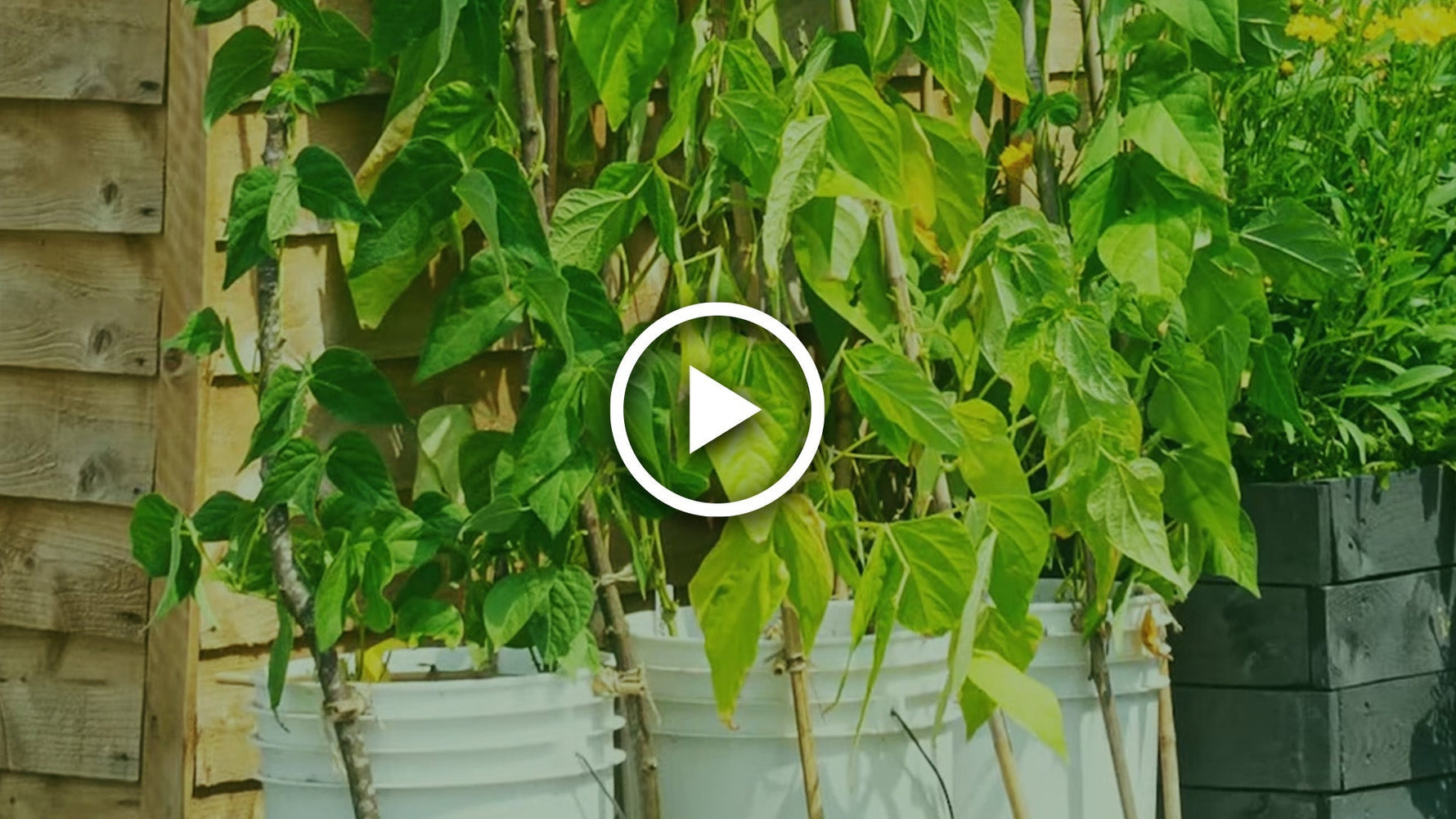 climbing beans in containers