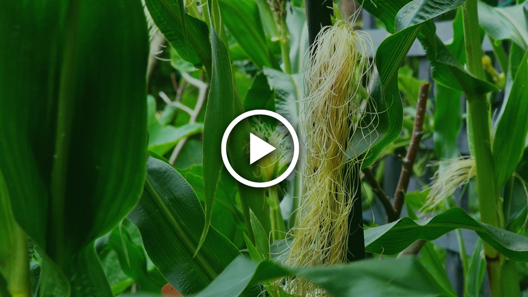 how to hand pollinate sweetcorn