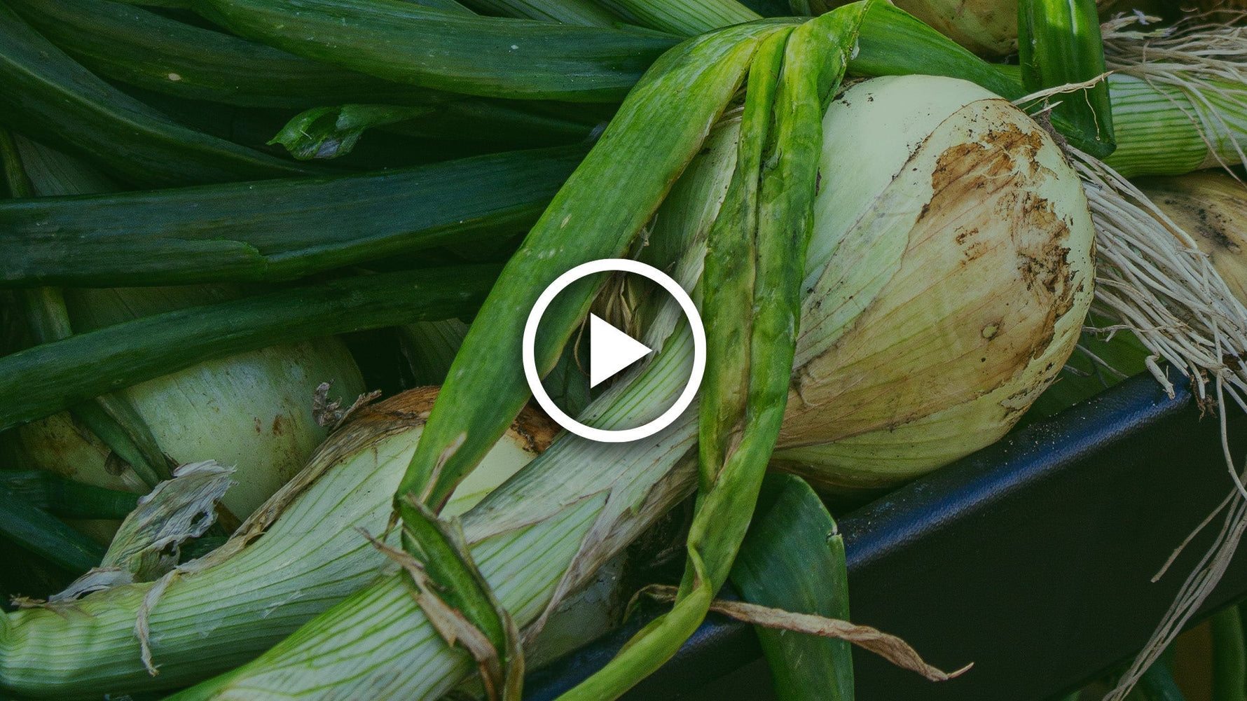 how to harvest and store onions