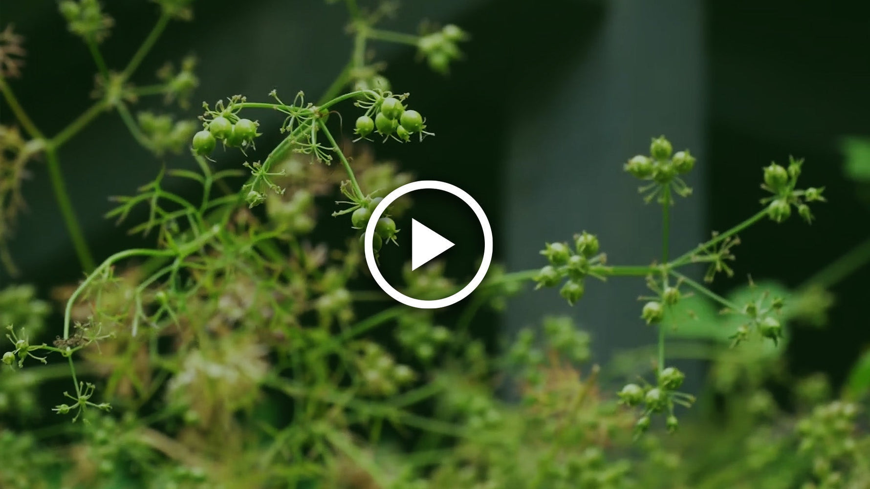 how to harvest coriander seeds