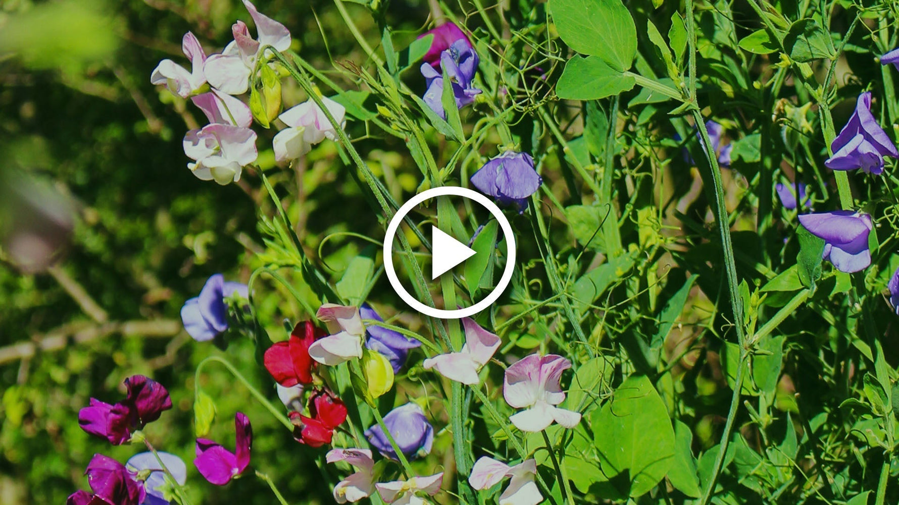 How to Pinch Out Sweet Peas (for Bigger Blooms!) - envii