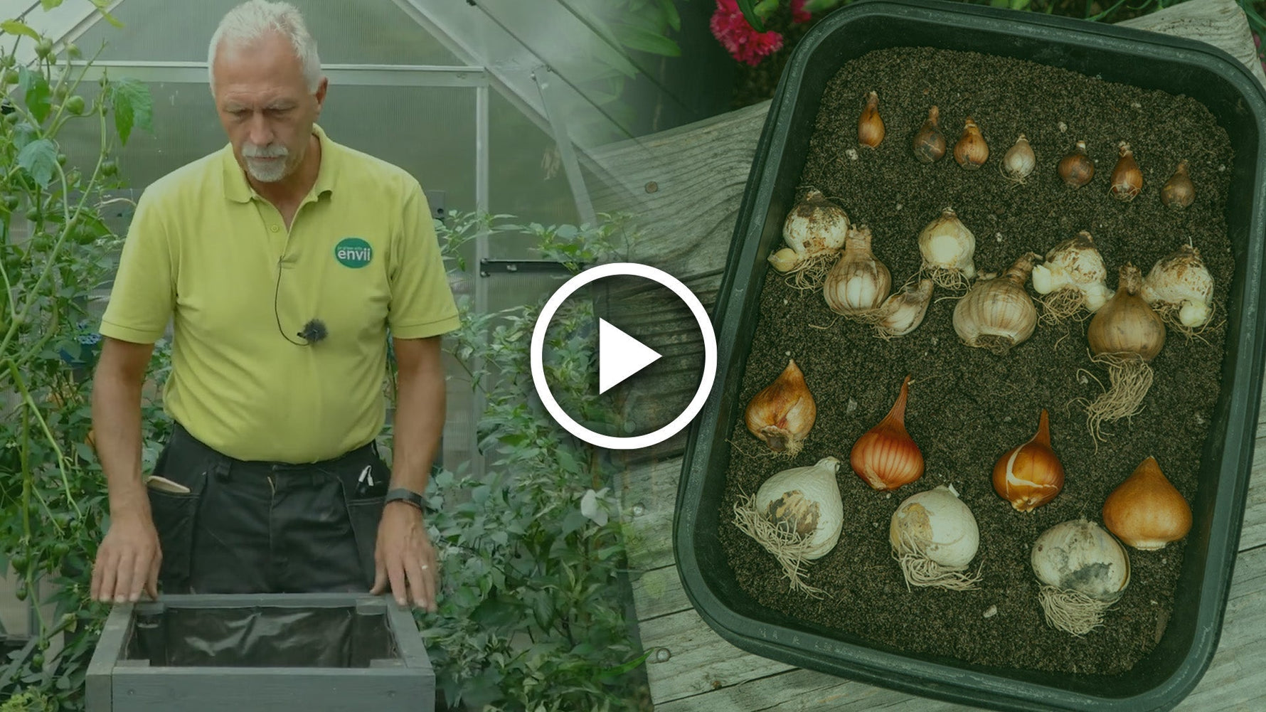 plant spring bulbs