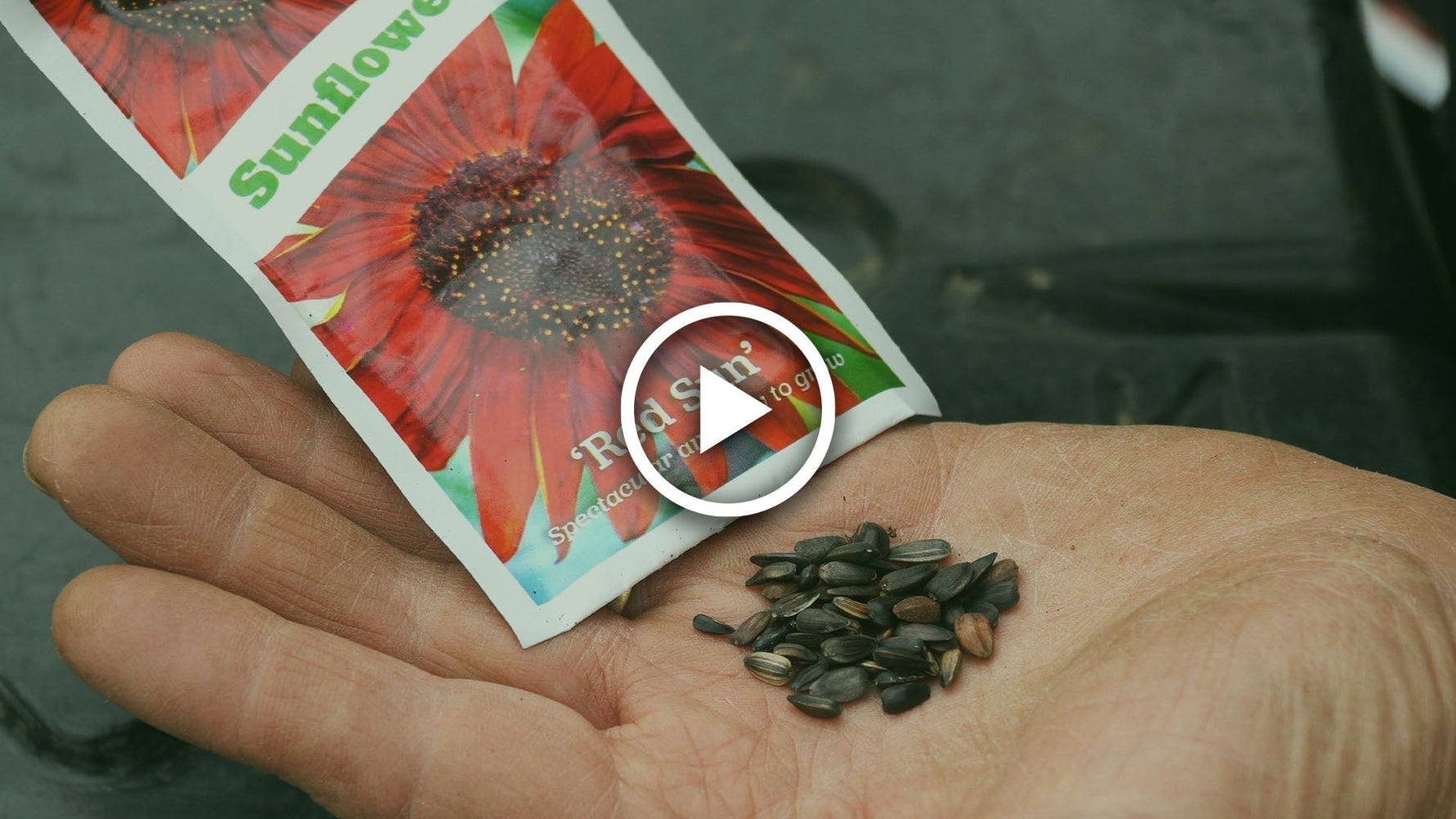 how to plant sunflower seeds