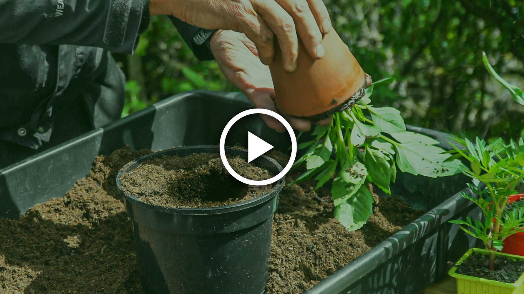 how to pot plants on
