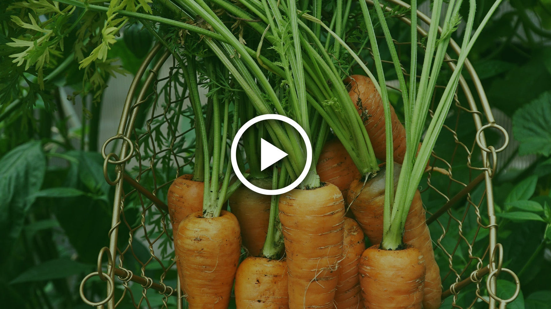 how to stop carrot tops from going green