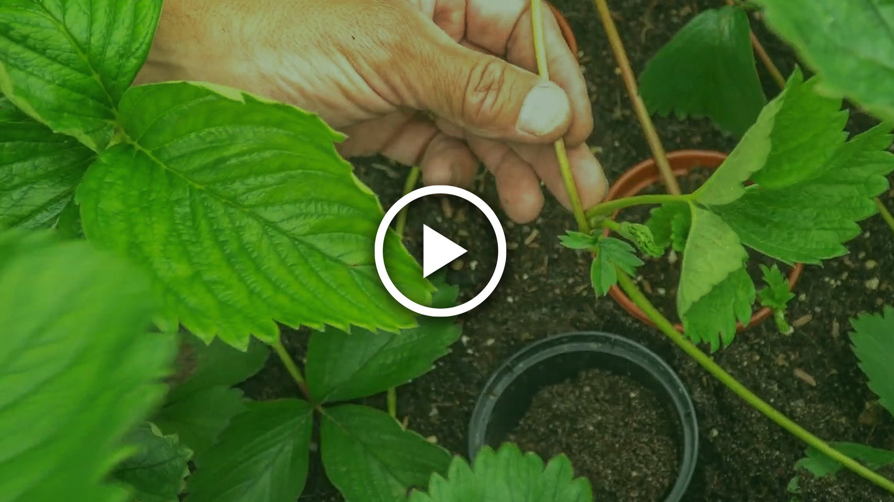 propagate strawberry plants
