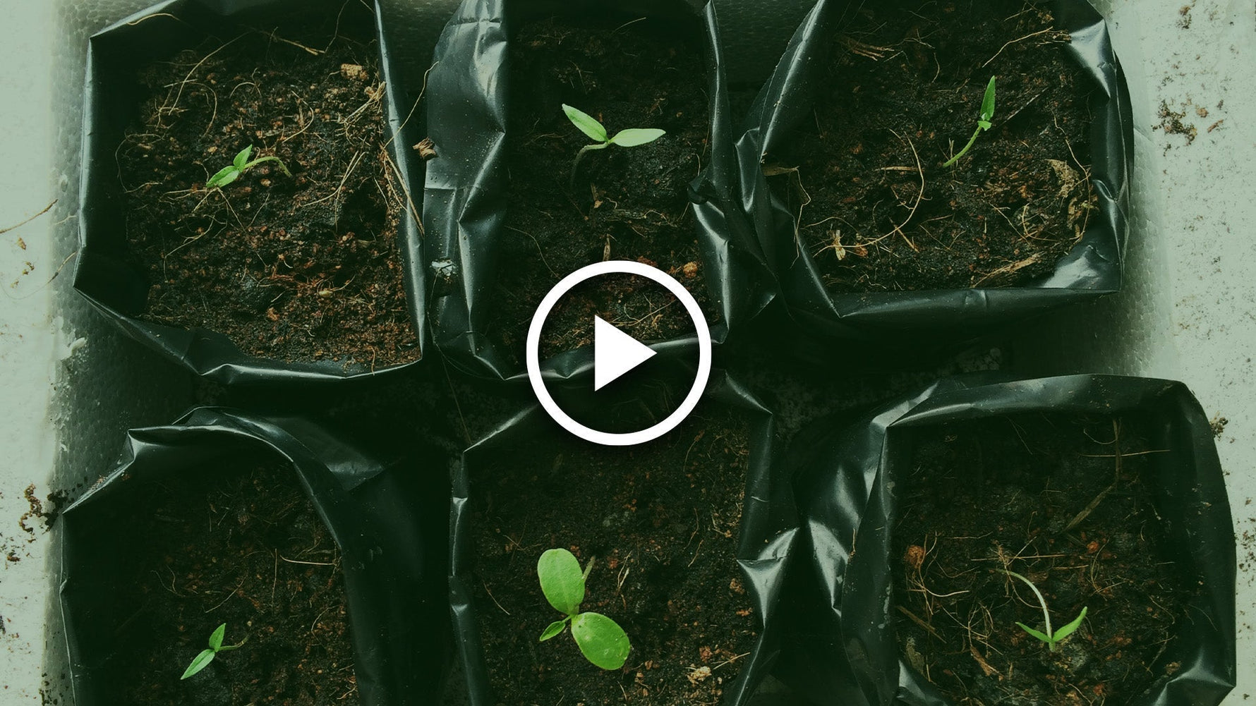 reuse compost