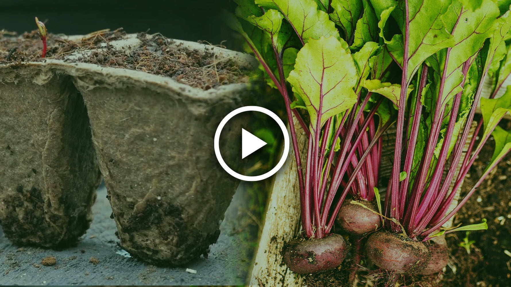 sow beetroot seeds