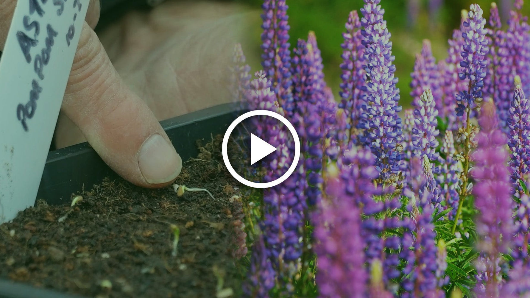 how to sow lupins