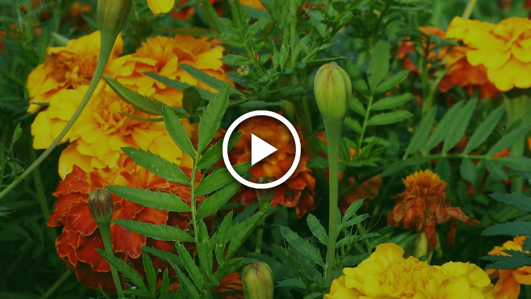how to sow marigolds and nasturtiums