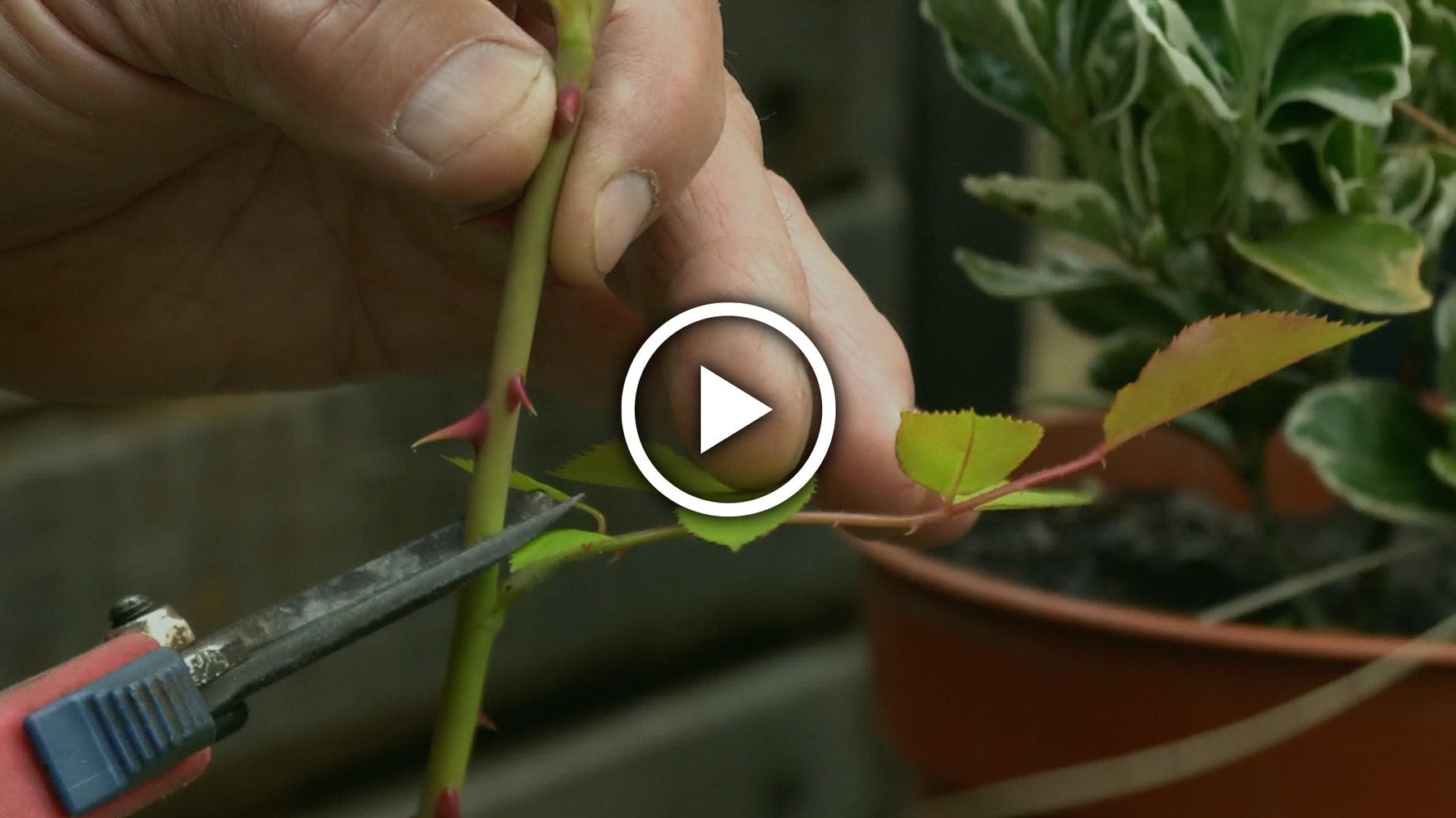 How to Take Rose Cuttings (Softwood)